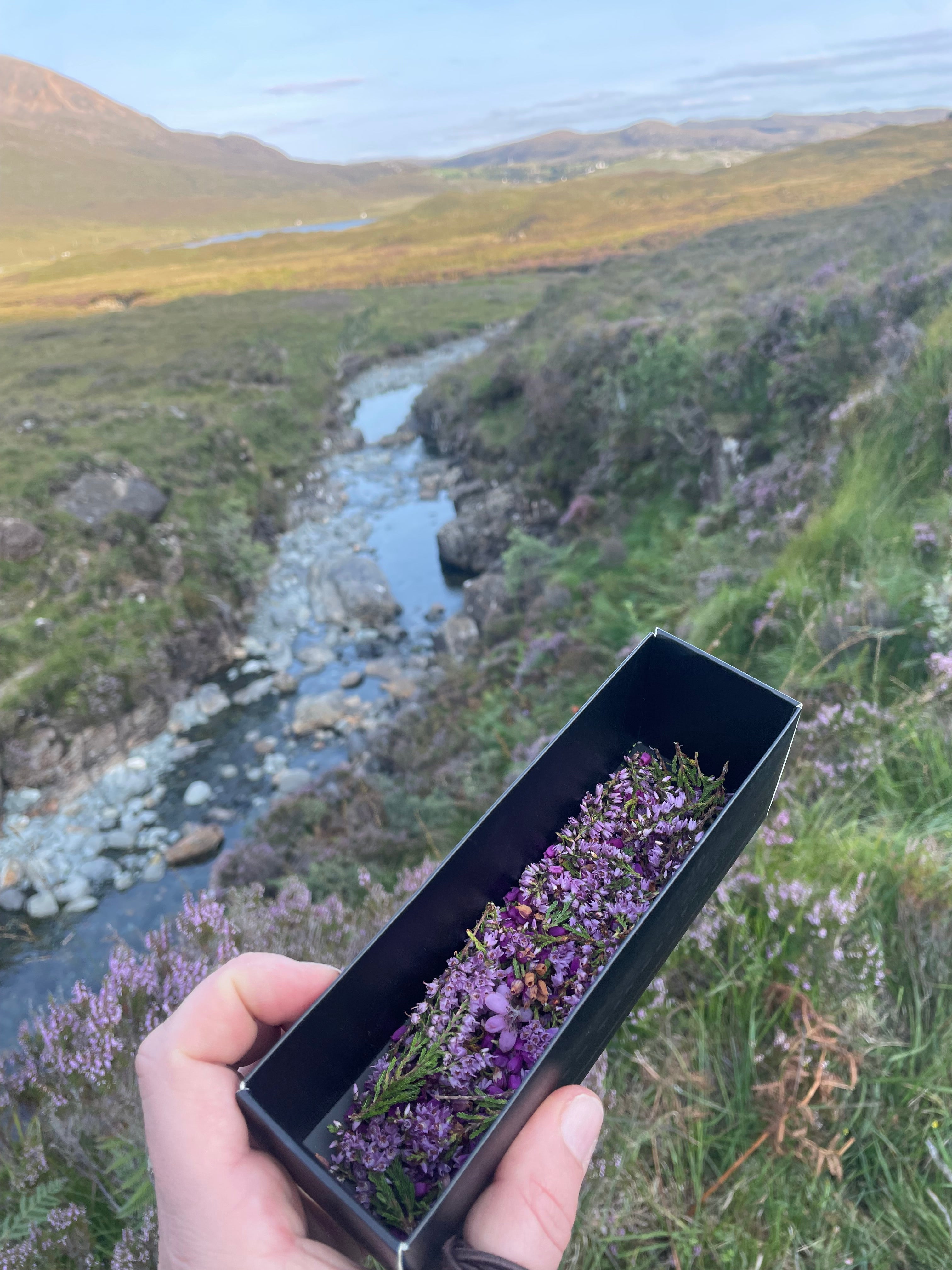 Pierścionek - Wrzos z Isle of Skye · Czarny Bez · Granat · Złoty